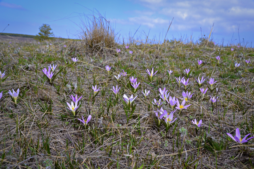 Лиловые пригорки очаровывают гостей природного парка в Камышинском районе