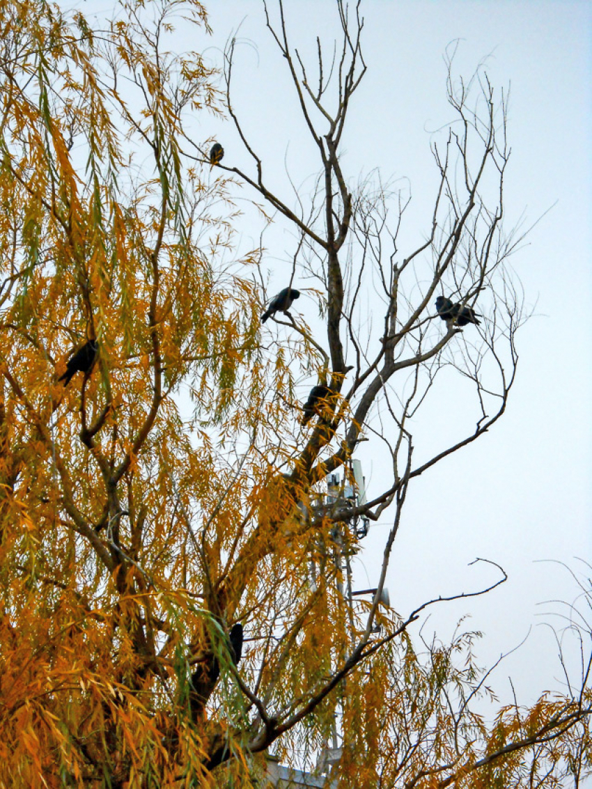Туман, морось, мелкий дождь: вся классика осенней погоды плюс жуткая магнитная буря будет «представлена» камышанам сегодня, 12 ноября