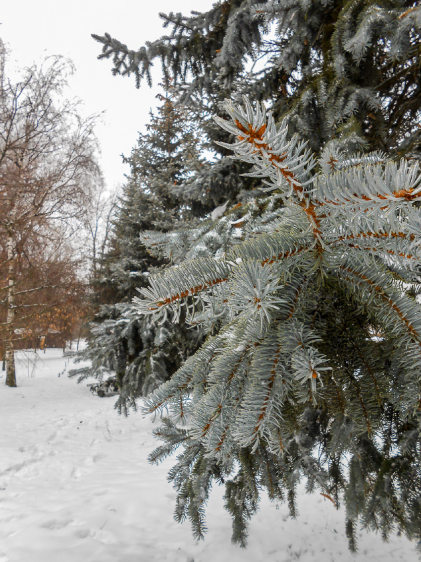 В Камышине объявили о лыжных гонках
