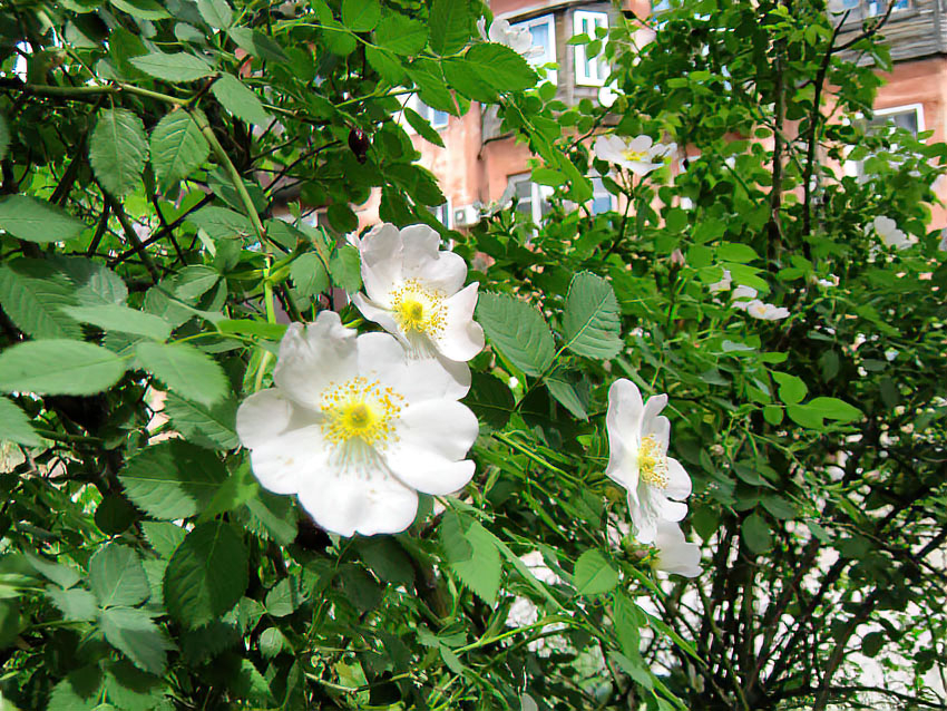 Сильная жара и геомагнитный шторм: погода в Камышине 30 мая