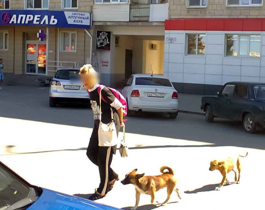 Уличный пес изгрыз лицо 3-летнему мальчику - в ответ появились мнения уничтожить всех бродячих собак