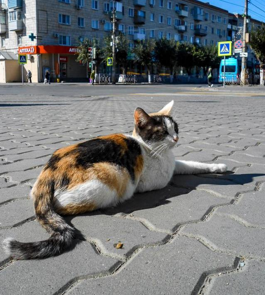 В десятках домов в Камышине энергетики отключат свет завтра, 3 октября