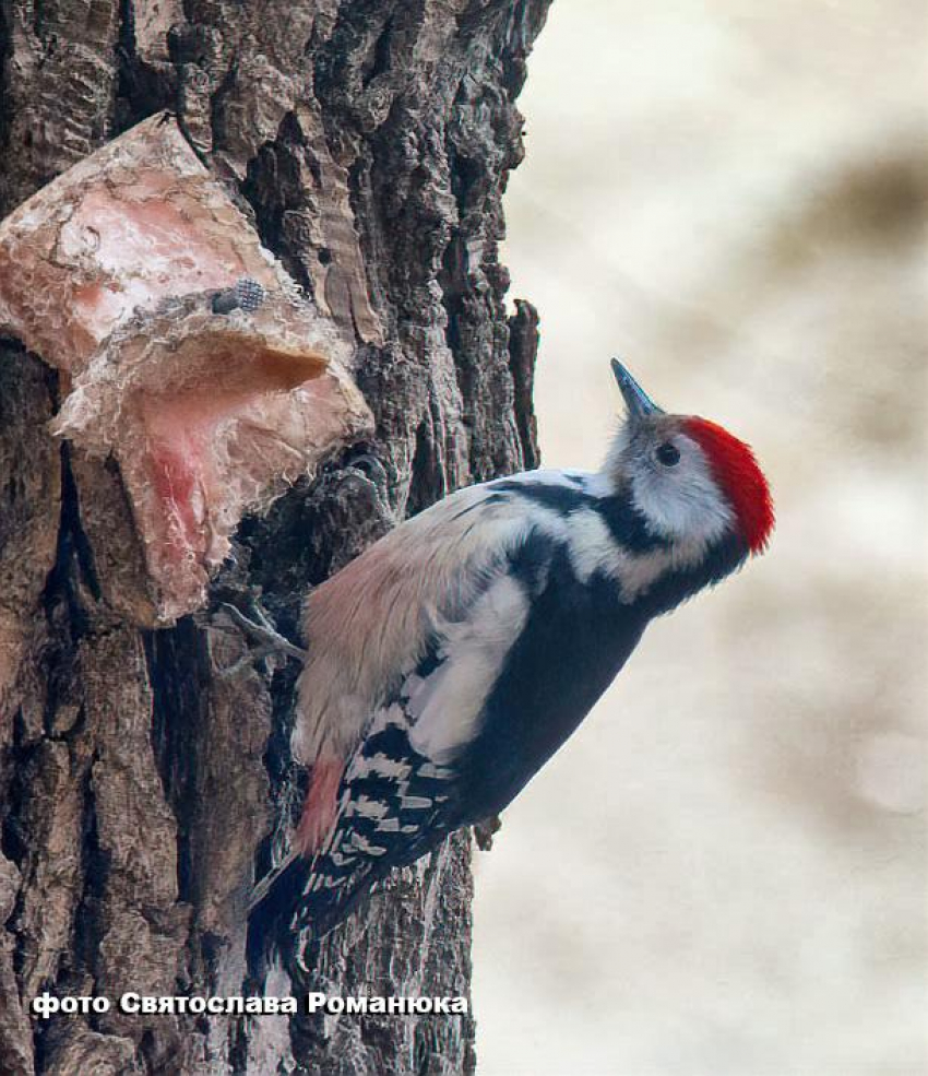 Солнце, юго-восточный ветер и 3 градуса тепла: погодная повестка в Камышине на 14 марта