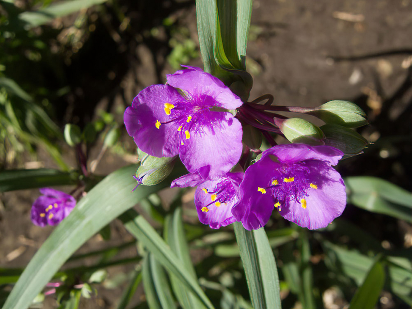В Камышине понедельник 26 июня будет не жарким - перед дождями (ВИДЕО)