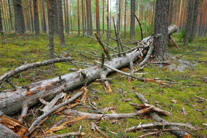 Камышанам разрешили бесплатный сбор валежника