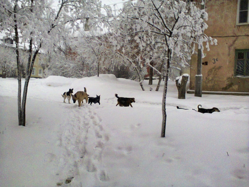 Власти Камышина заключили договор на отлов бродячих собак