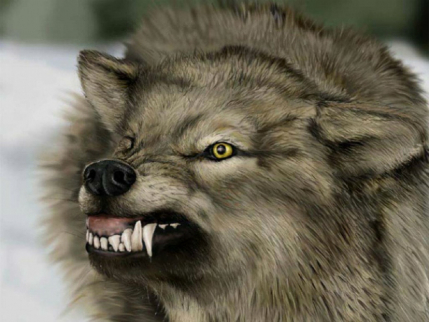 В Камышинском районе открыт сезон охоты на волков