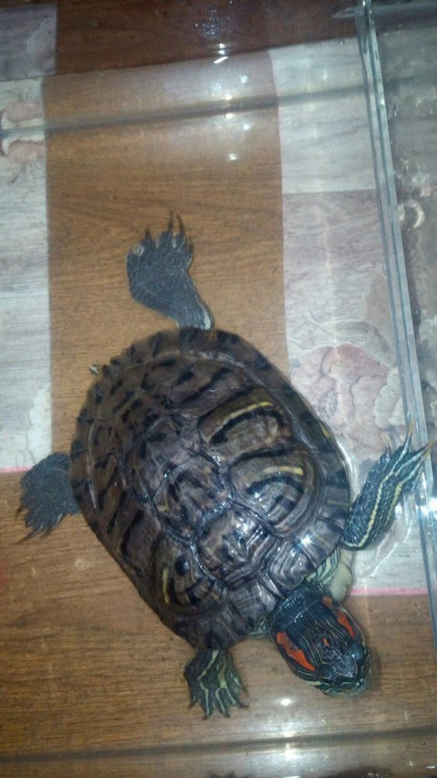 В Камышине нарасхват «ушла» черепаха, которую в соцсетях предложила отдать хозяйка