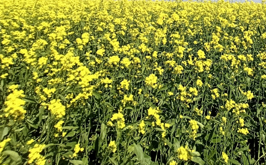 Волгоградская область идет на новые рекорды по производству горчичного масла и горчичного порошка
