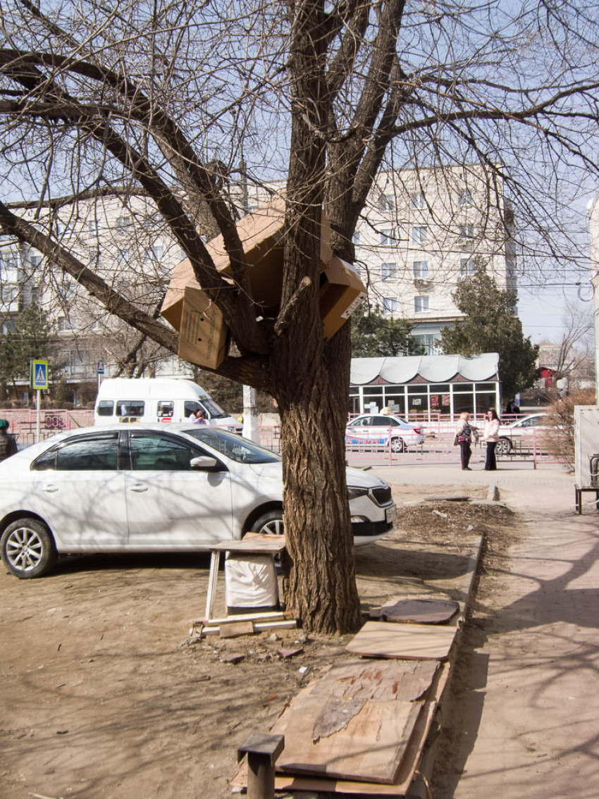 В Камышине коробки кто-то зачем-то взгромоздил на дерево, - камышанка