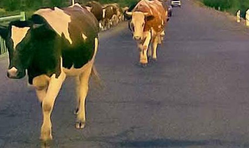В Волгоградской области водитель улетел в кювет из-за столкновения с коровой