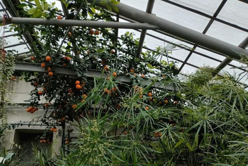 Невероятный «букет» цитрусовых, гибискусов и орхидей: волгоградский ботанический сад зовет камышан на открытие нового сезона
