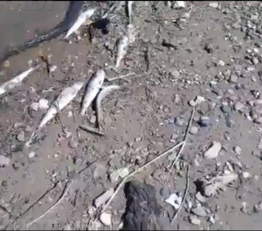 После травли мошки в Волгограде ниже по течению Волги начала массово дохнуть рыба