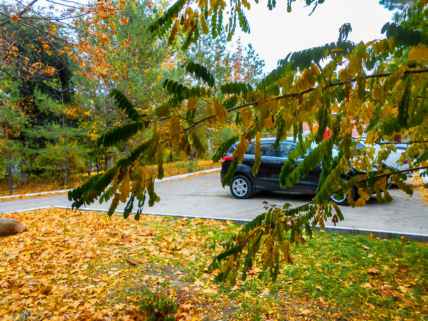 Золотая осень с проблесками солнца: погода в Камышине на 23 октября