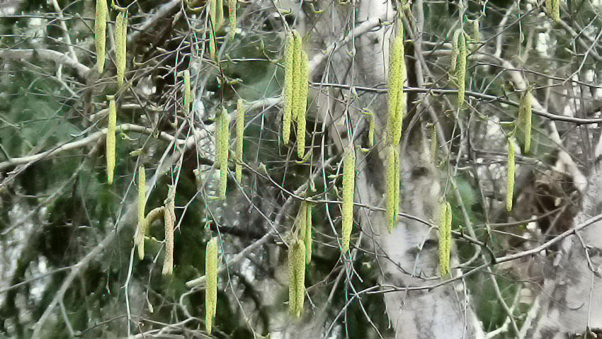 Вызывающая опасный недуг пыльца зашкаливает в городах Волгоградской области