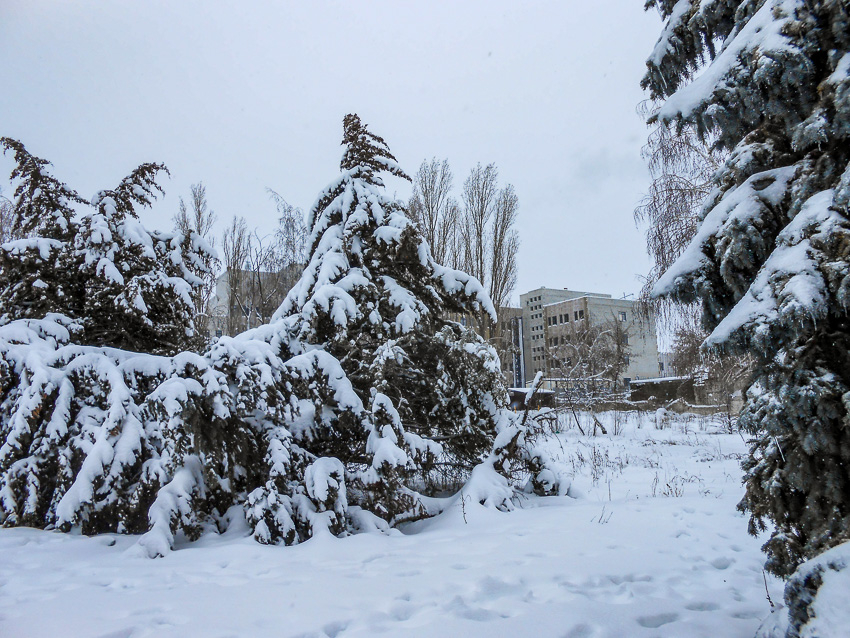  В Камышине морозы ослабнут, и пойдет снег