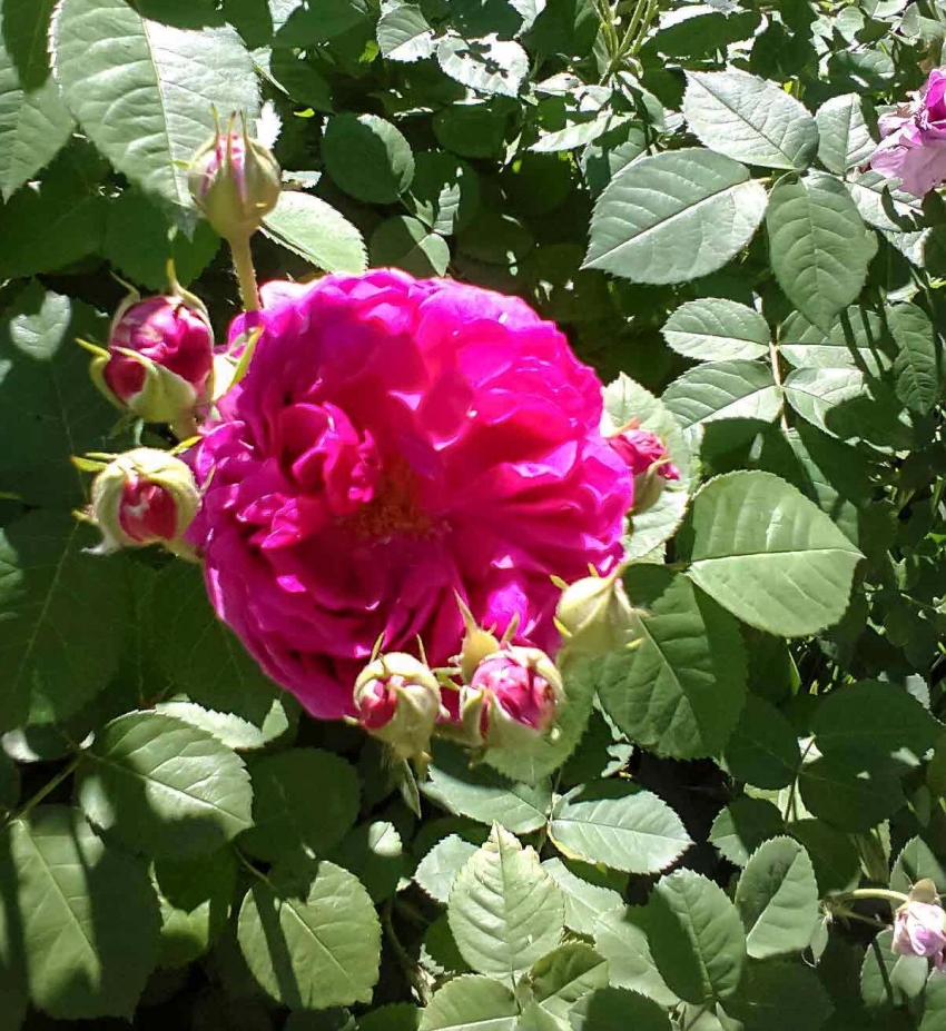 Текущая рабочая неделя плавно перейдет для камышан в три выходных дня