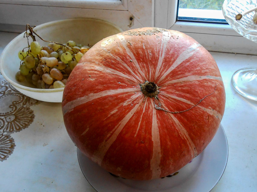Камышане вняли диетологам и пошли на рынок скупать тыквы