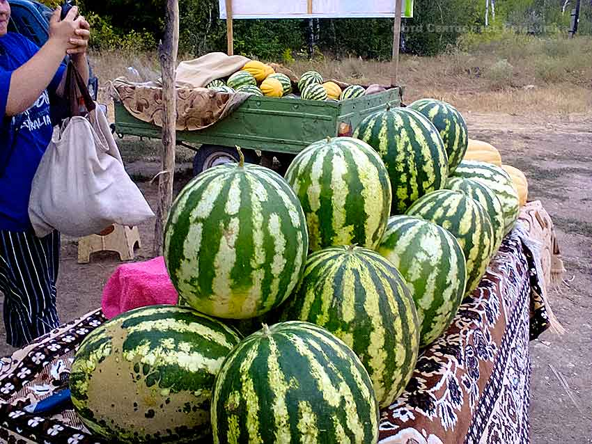 В Камышине за покупку большого арбуза продавцы стали отдавать маленький в подарок