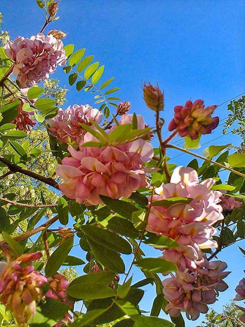 В Камышине пленяет эстетов бал розовой акации