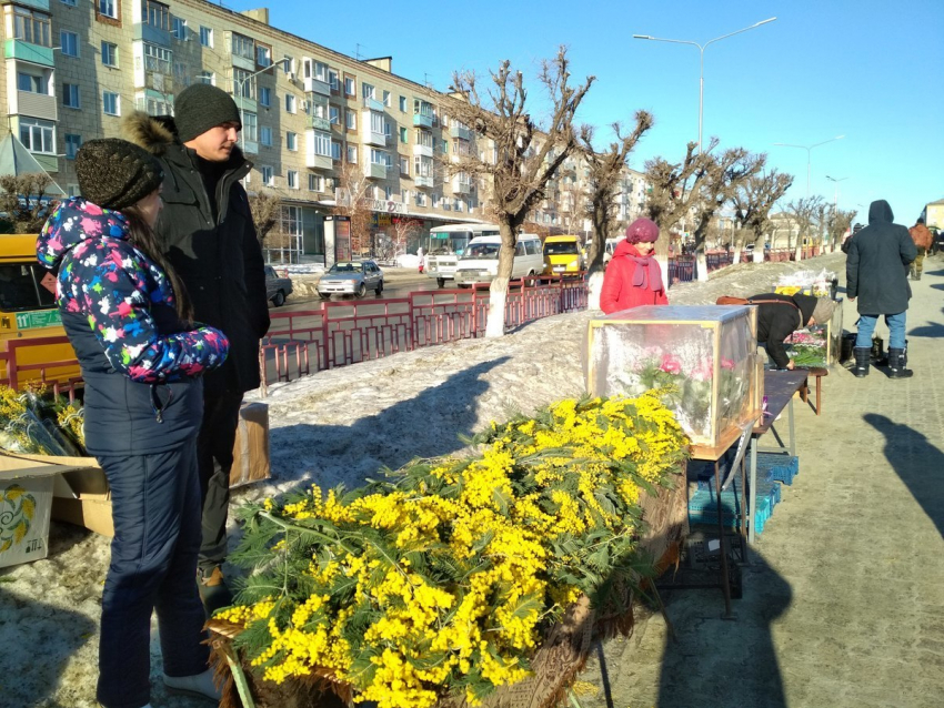 На цветочных базарах в Камышине веточка мимозы стоит 50 рублей, а тюльпан - 70
