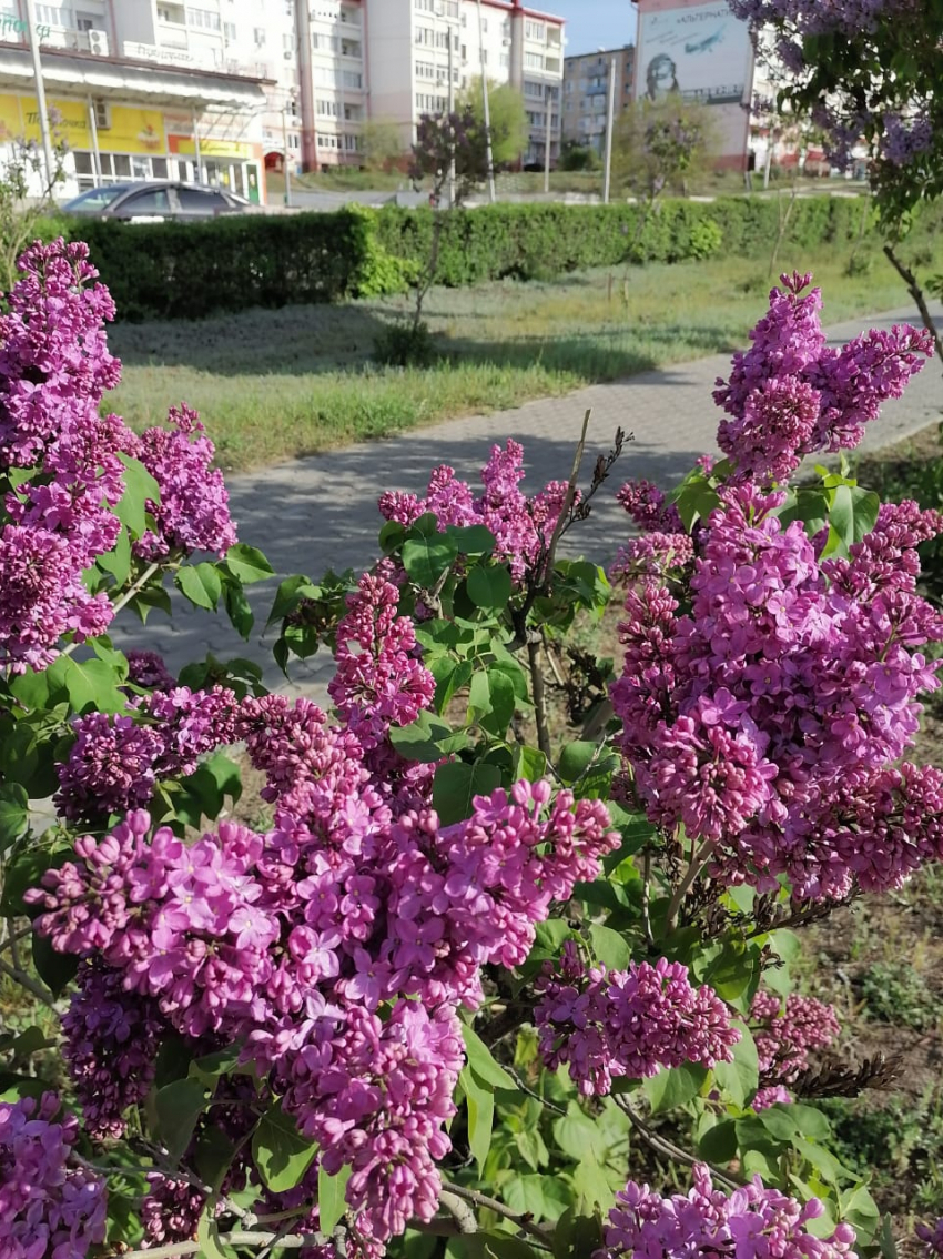 В Камышине победителями народного голосования по благоустройству стали пешеходные зоны на улицах Некрасова и Маресьева