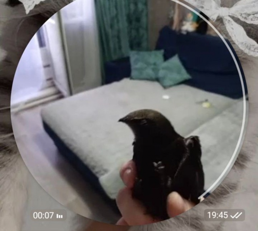 Как в Камышине группа «милых девочек» чуть не замучила до смерти стрижа со сломанным крылом