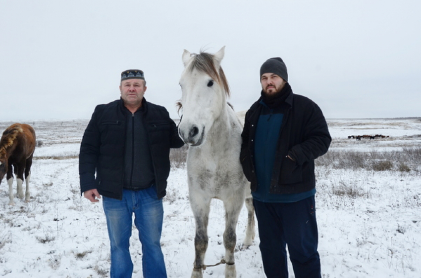 "Я из Германии уехал, наверное, из-за лошадей", -  признается фермер из  Камышинского района Андрей Липпардт