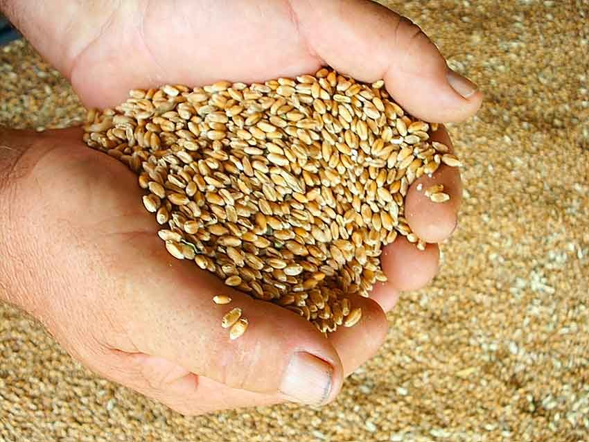 В хозяйствах Камышинского района убирают озимую пшеницу с хорошей урожайностью - 25, 5 центнера с гектара