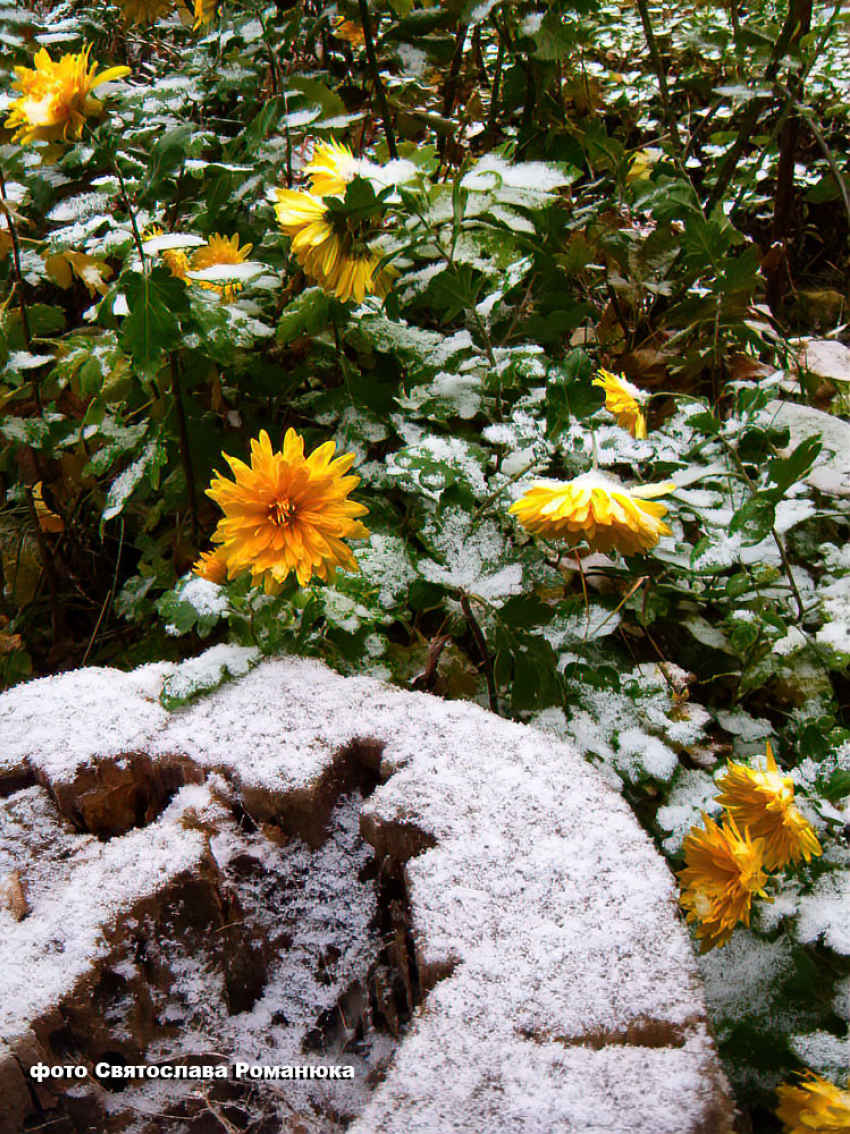 Снежного сюрприза ждут от погоды в Камышине в субботу, 6 декабря