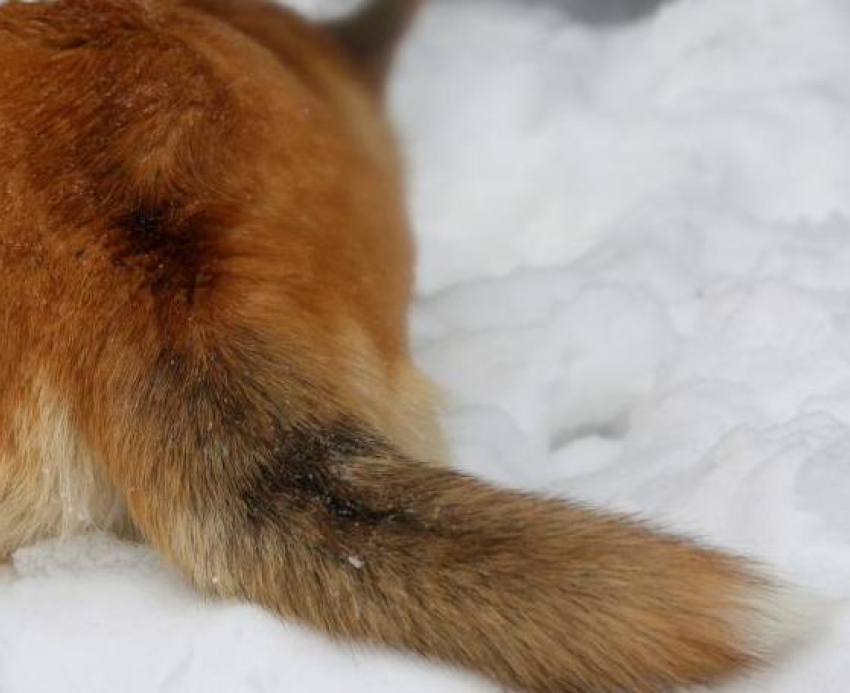 В селе Усть-Грязнуха Камышинского района из-за сбесившейся лисы объявили карантин