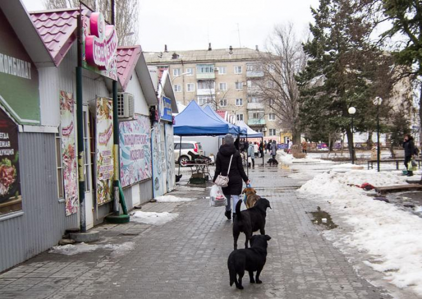 Бродячим собакам в Волгоградской области с 1 марта запретили находиться в местах скопления людей