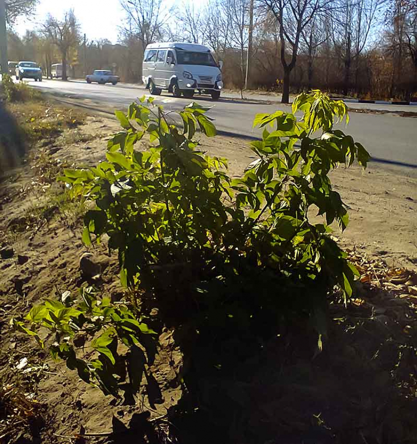 Первый снег в Камышине не уходит из прогнозов синоптиков