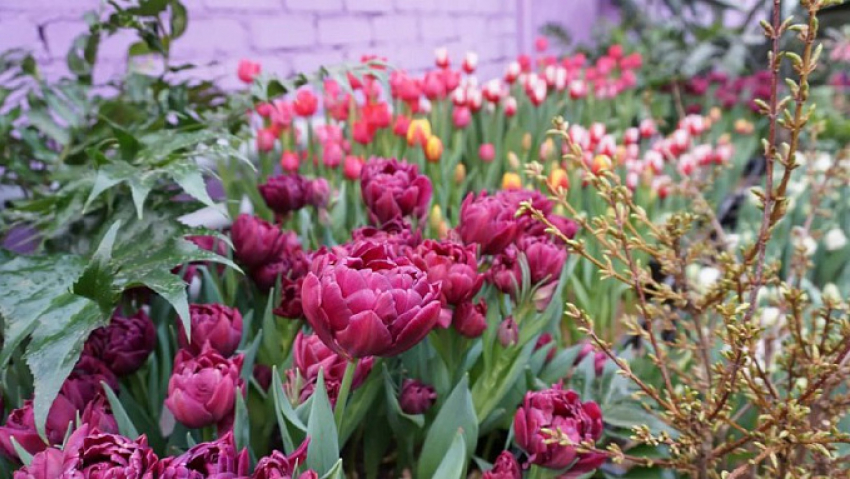 На праздник первоцветов в лютые февральские морозы приглашают камышан в Волгоградский ботанический сад 