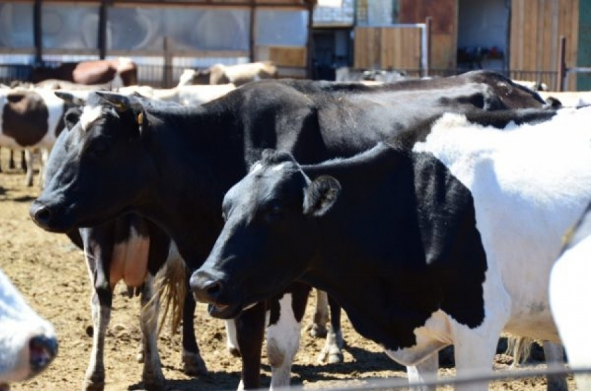 Камышинский фермер сделал ставку на голштинскую породу коров