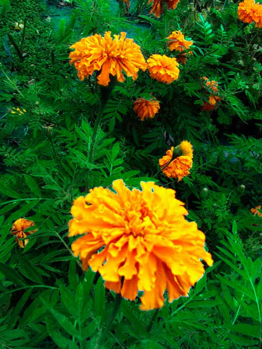 В Камышине первый месяц осени закончится и второй начнется при +22 и слабом ветре южных направлений