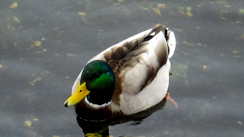 В Камышине набережная с утками стала фотозоной номер один поздней осенью