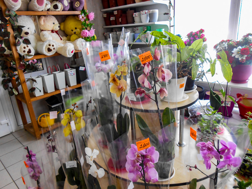 В цветочные павильоны Камышина перед 8 Марта можно водить экскурсии, такая здесь красота (ВИДЕО)