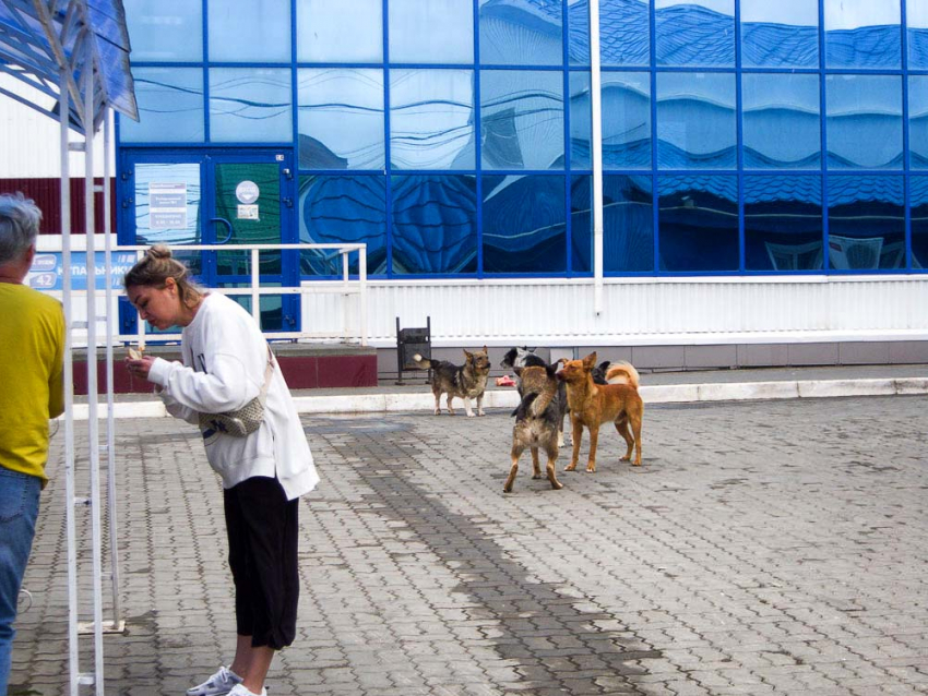 Администрация Камышина предлагает некоммерческим организациям за бюджетный счет ловить бродячих собак