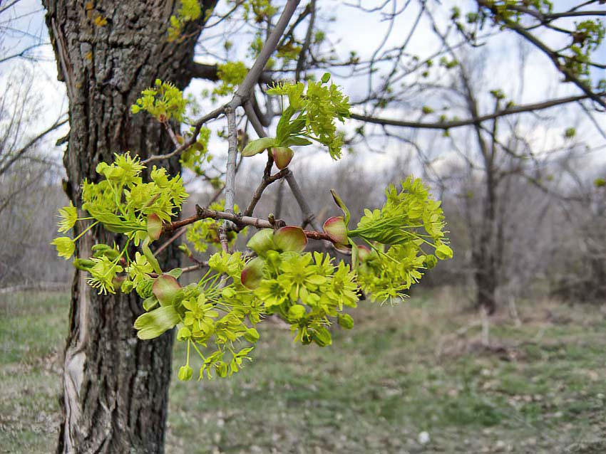 Камышин «не хочет» как следует «согреться": погодный прогноз на 29 апреля
