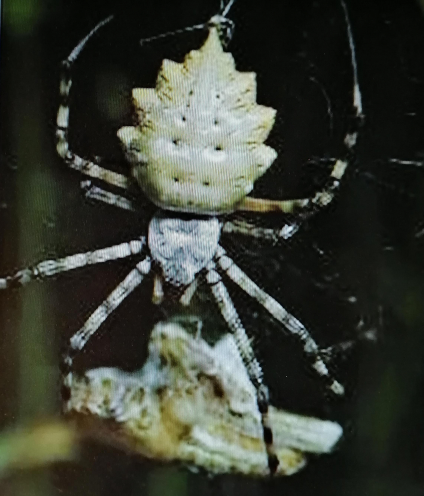 В Камышине в музее готова к открытию выставка, где «фотомоделями» выступят грациозные «жучки-паучки"
