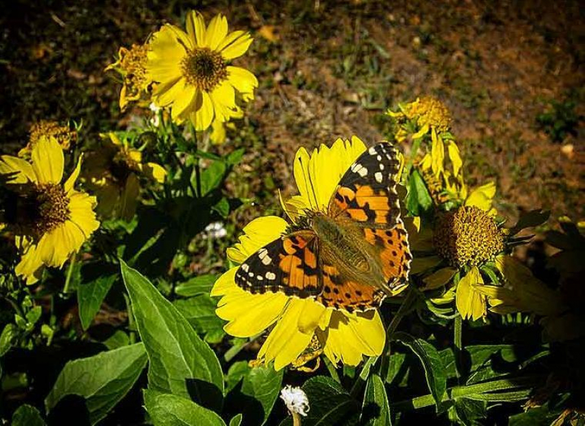 В Камышине наступает второе бабье лето