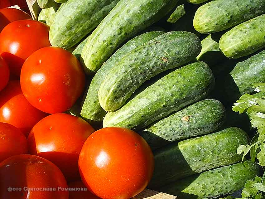В Камышине дешевеет классический набор для летнего салата из огурцов и помидоров
