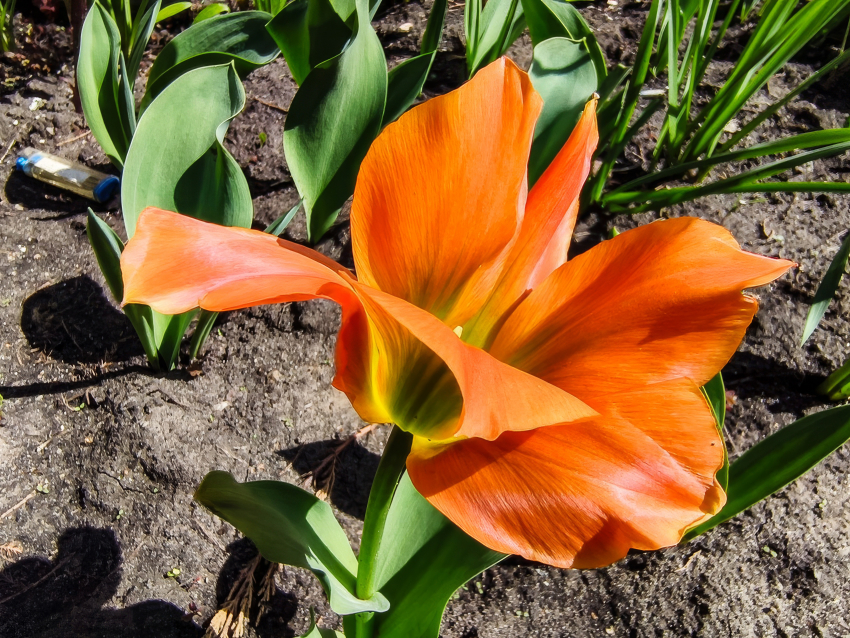 Камышин опять на пороге дождя: погодная повестка на 21 апреля