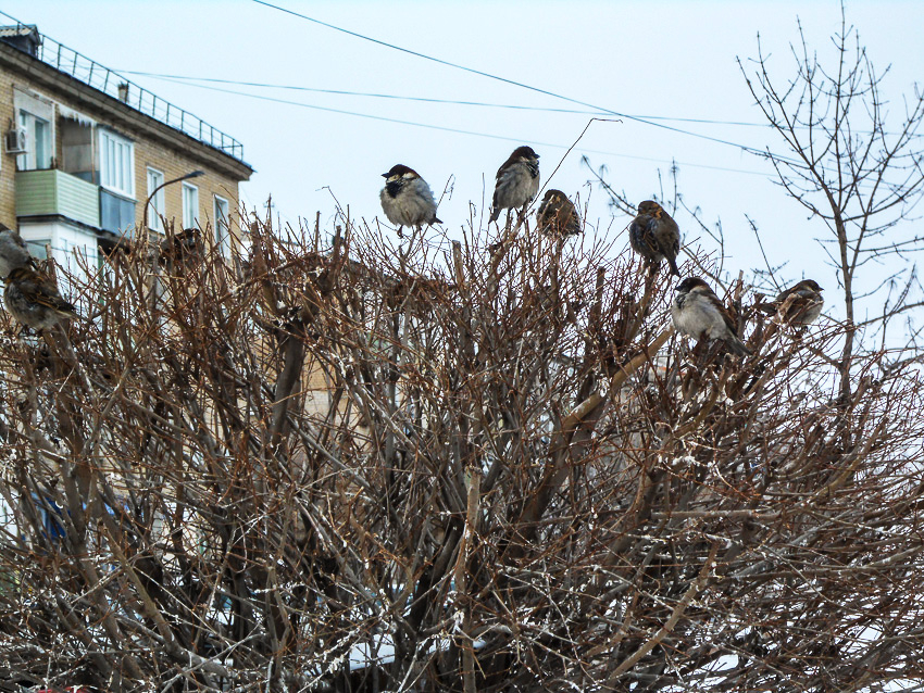Распутица с холодным ветром: погода в Камышине 3 марта