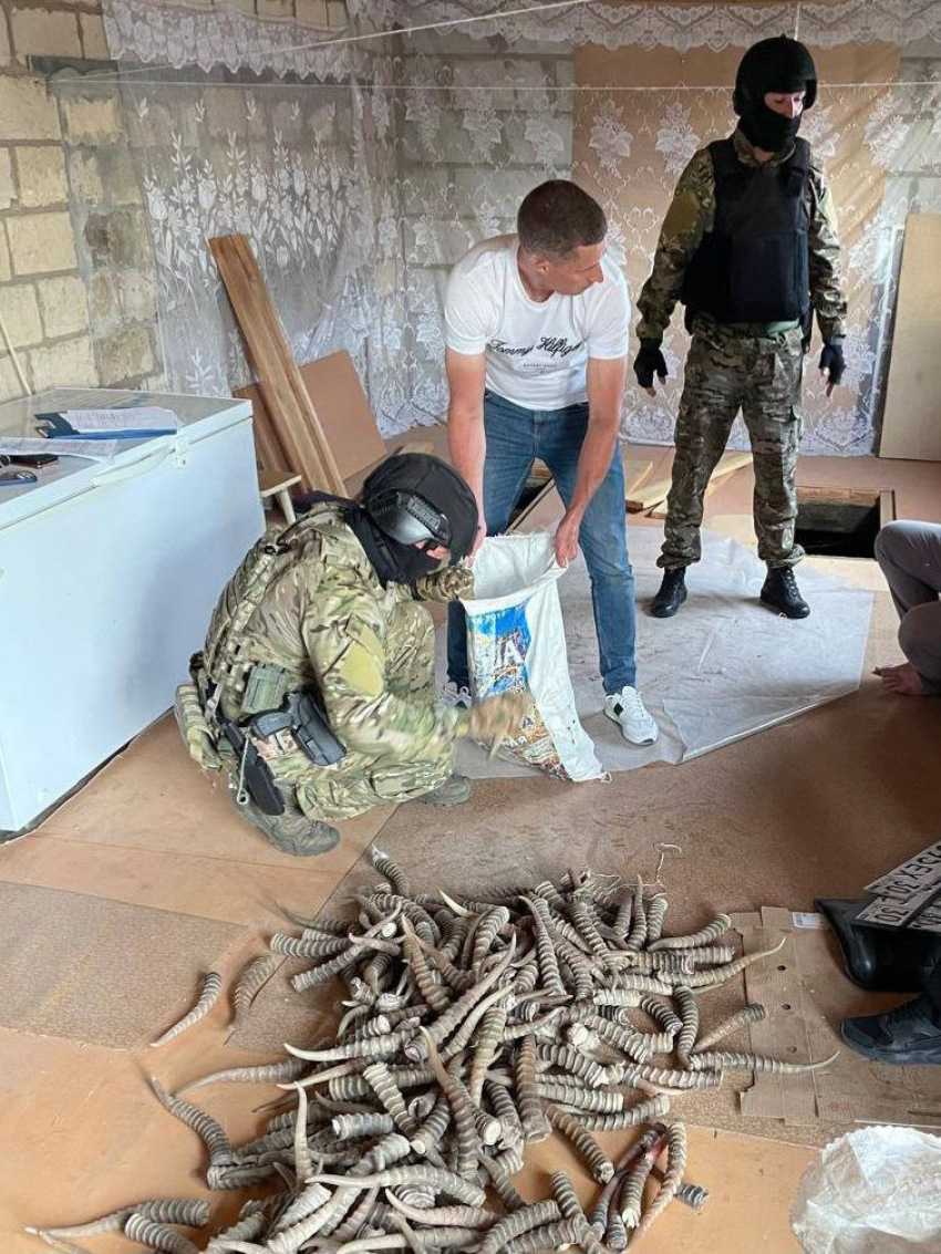 В Волгограде члены преступного сообщества обвиняются в незаконном обороте рогов особо ценного дикого животного