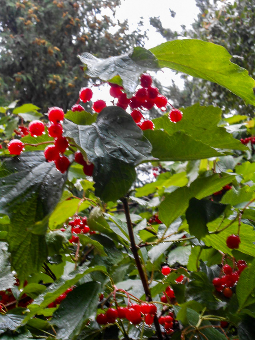 Две недели похолодания с дождями ждет жителей Волгоградской области