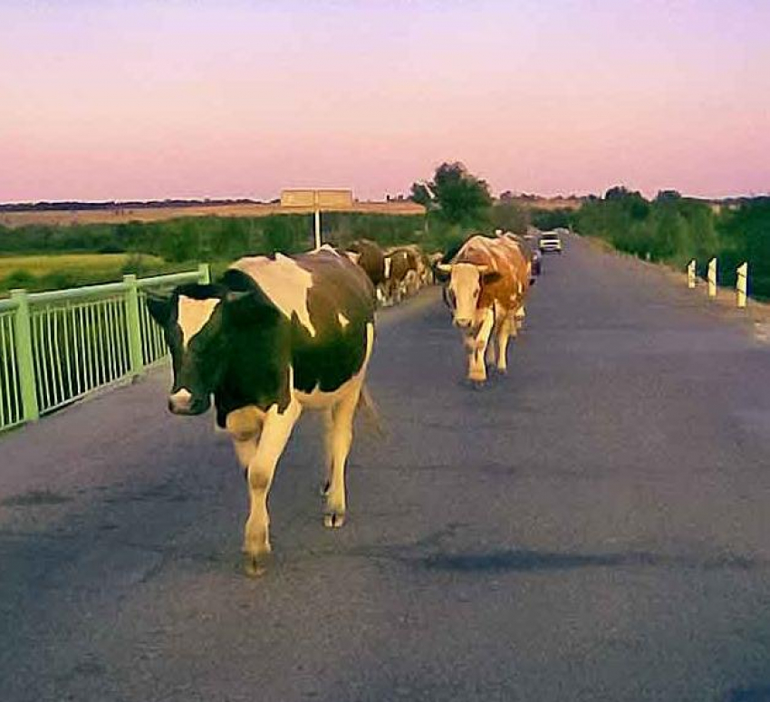 В Волгоградской области селяне не поделили луг для выпаса коровы: дело дошло до стрельбы