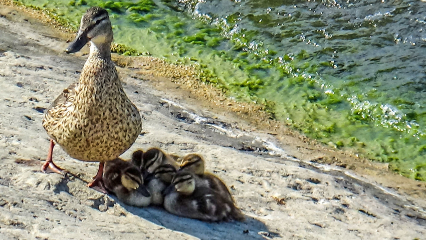 Получившие камышинскую «прописку» утки вышли на прогулку «по-семейному"