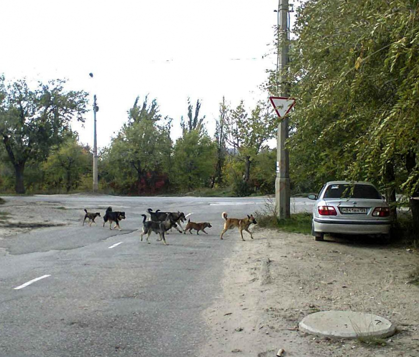 В жалобах камышан в администрацию города бродячие собаки заняли «ведущие позиции"
